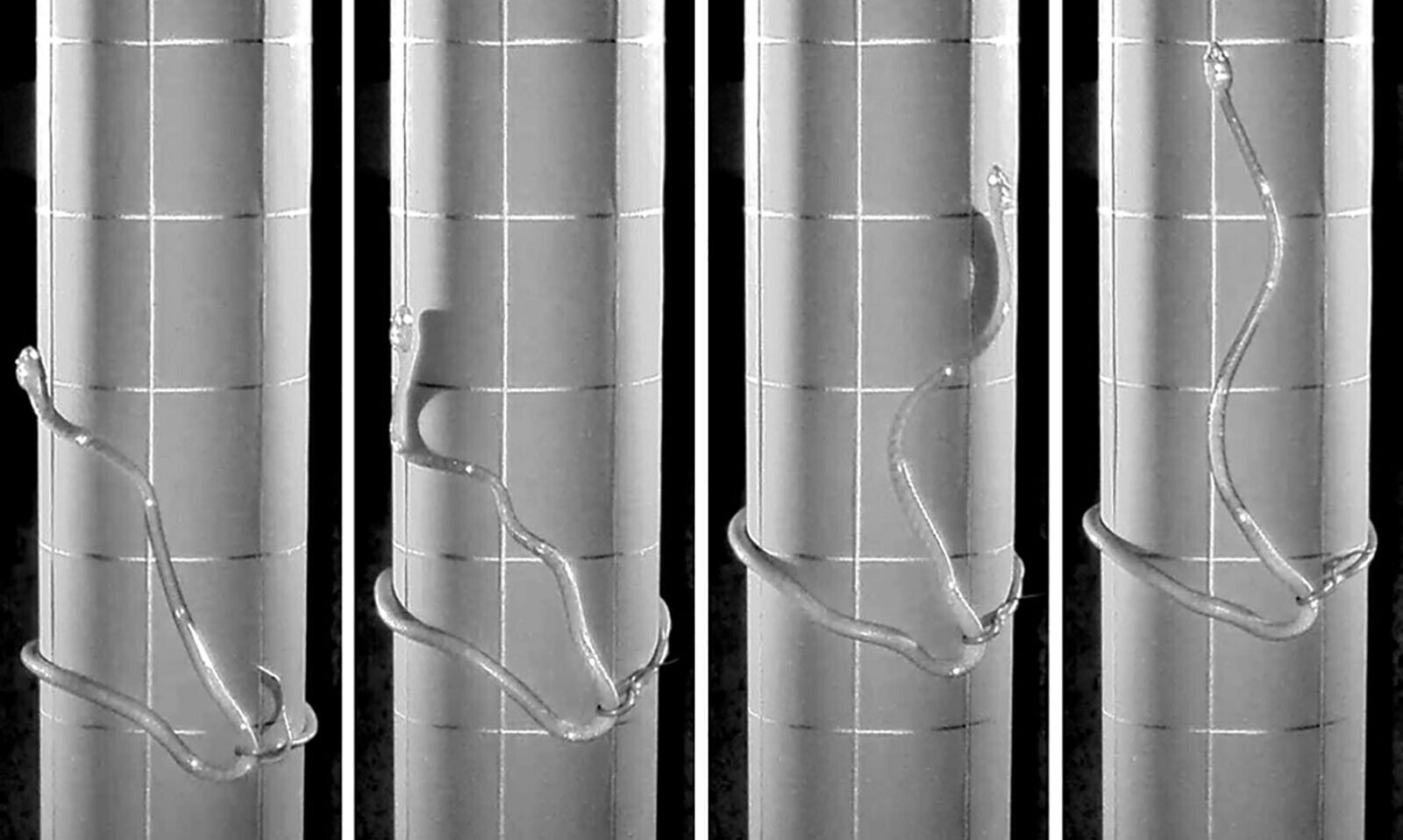 This snake turns its body into a lasso to climb up smooth surfaces